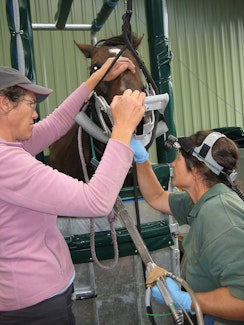 Blue Mist Equine Veterinary Centre