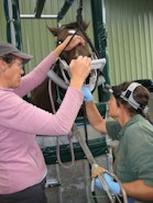 Blue Mist Equine Veterinary Centre
