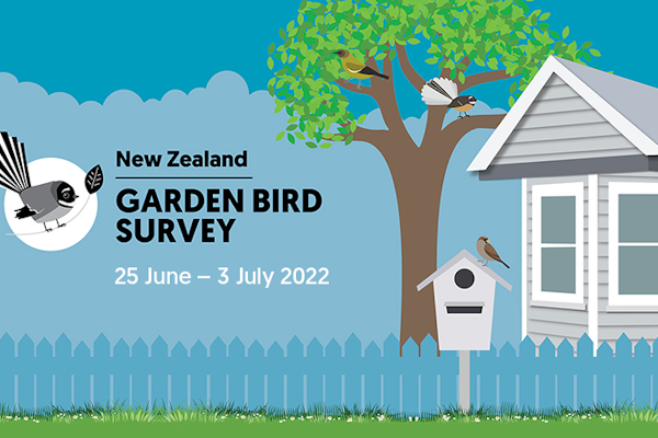 The 2022 New Zealand Garden Bird Survey starts today Waihi!